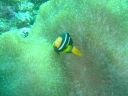 Filename=DSC00032.JPG
Filesize=494KiB
Dimensions=1024x768
Date added=Aug 05, 2014 DSC00032.JPG
