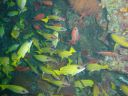 Filename=DSC00034.JPG
Filesize=520KiB
Dimensions=1024x768
Date added=Aug 05, 2014 DSC00034.JPG