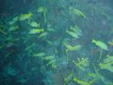 Filename=DSC00035.JPG
Filesize=459KiB
Dimensions=1024x768
Date added=Aug 05, 2014 DSC00035.JPG