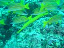 Filename=DSC00040.JPG
Filesize=504KiB
Dimensions=1024x768
Date added=Aug 05, 2014 DSC00040.JPG