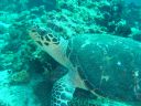 Filename=DSC00041.JPG
Filesize=499KiB
Dimensions=1024x768
Date added=Aug 05, 2014 DSC00041.JPG