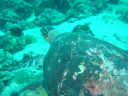 Filename=DSC00042.JPG
Filesize=456KiB
Dimensions=1024x768
Date added=Aug 05, 2014 DSC00042.JPG