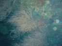 Filename=DSC00046.JPG
Filesize=455KiB
Dimensions=1024x768
Date added=Aug 05, 2014 DSC00046.JPG