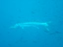 Dateiname=DSC00225.JPG
Dateigröße=229KB
Abmessungen: 1024x768
hinzugefügt am: 05. August 2014 DSC00225.JPG