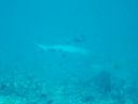 DSC00333.JPG