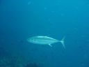 DSC00336.JPG