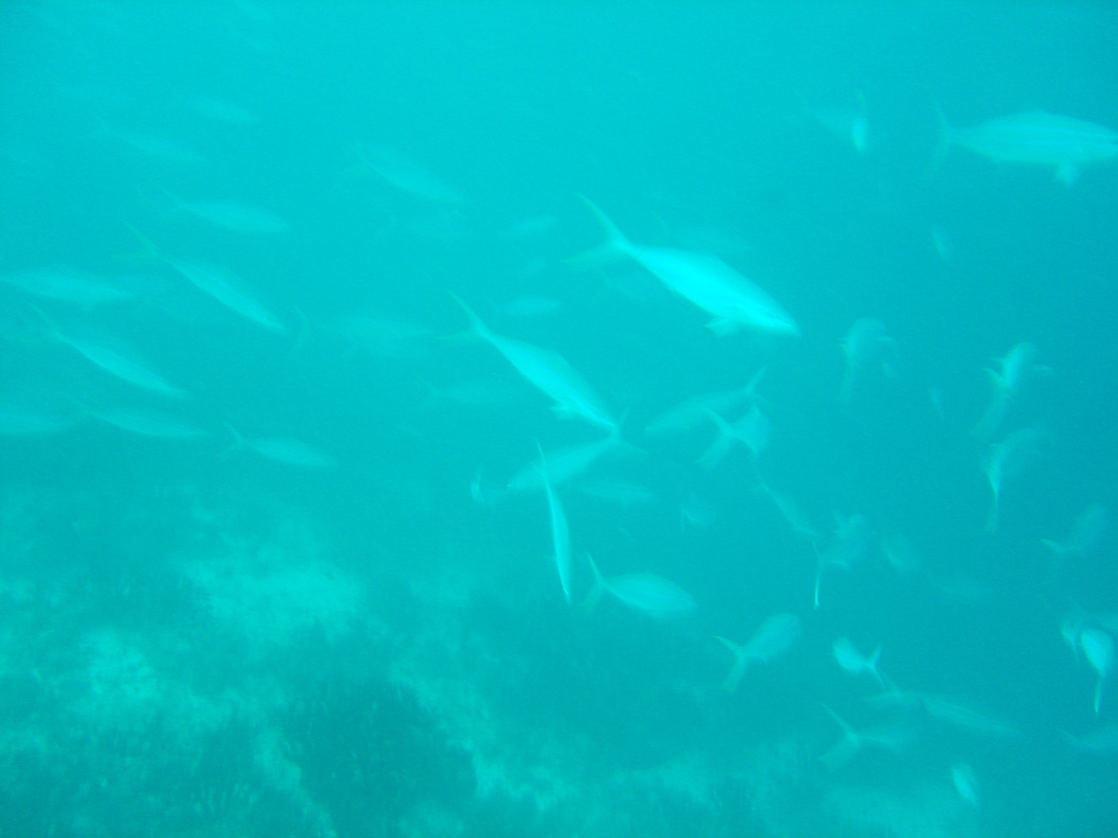 DSC00010.JPG