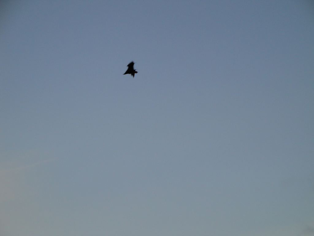 DSC00088.JPG