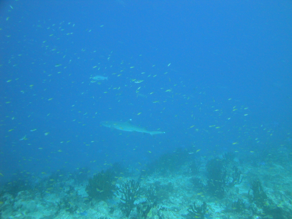 DSC00096.JPG