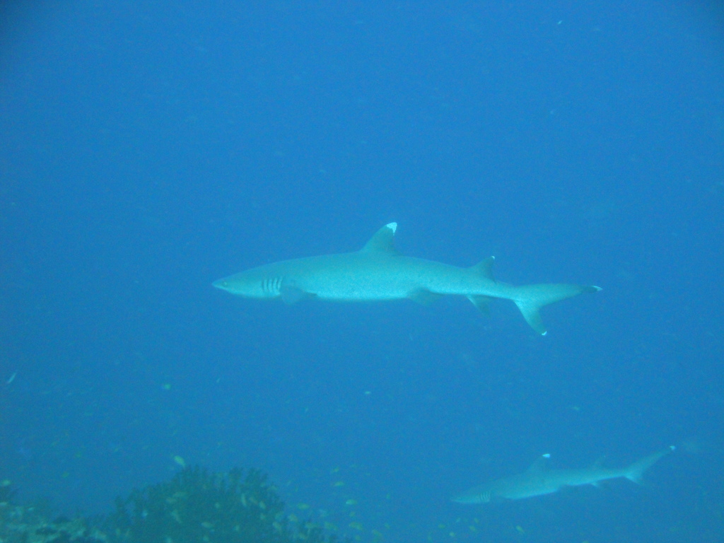 DSC00100.JPG