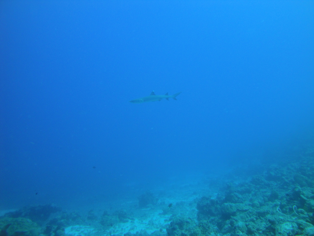 DSC00218.JPG
