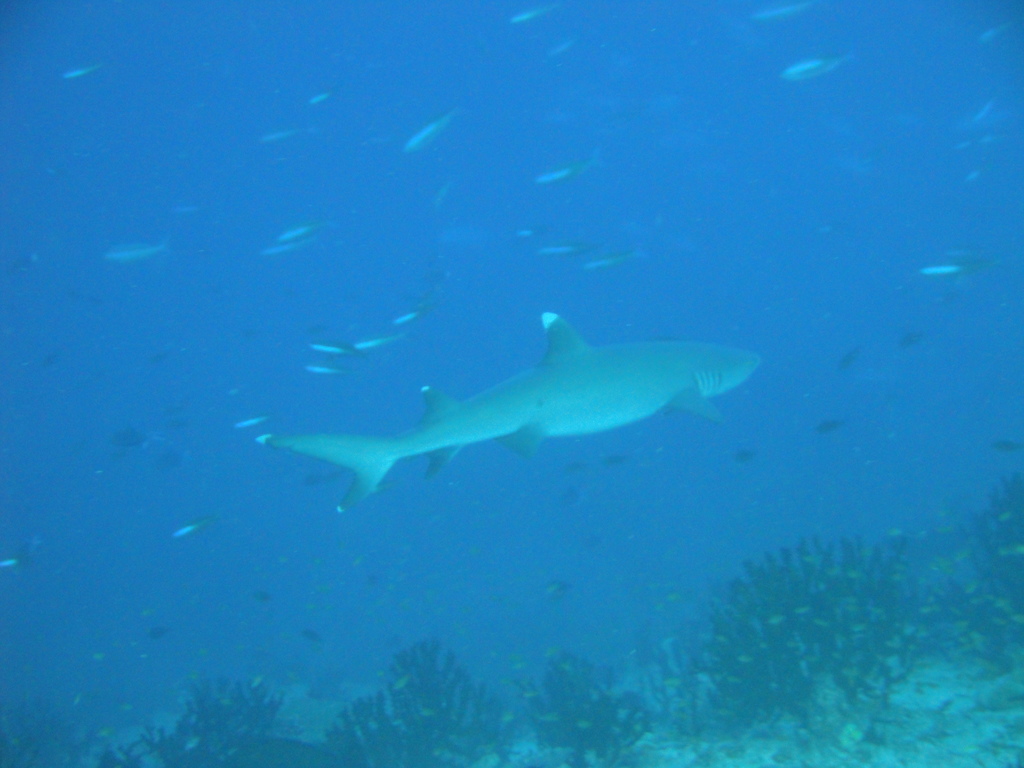 DSC00437.JPG