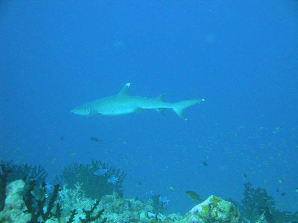 DSC00445.JPG