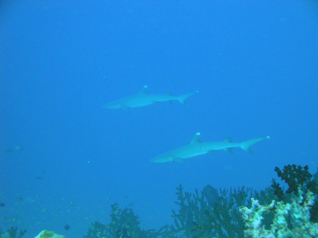 DSC00474.JPG
