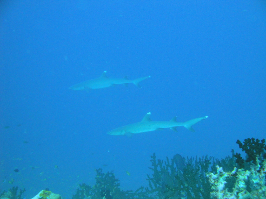 DSC00475.JPG