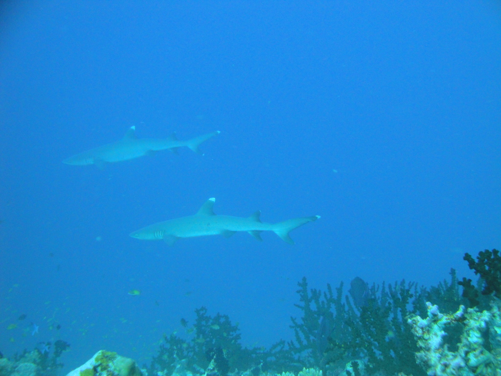 DSC00477.JPG