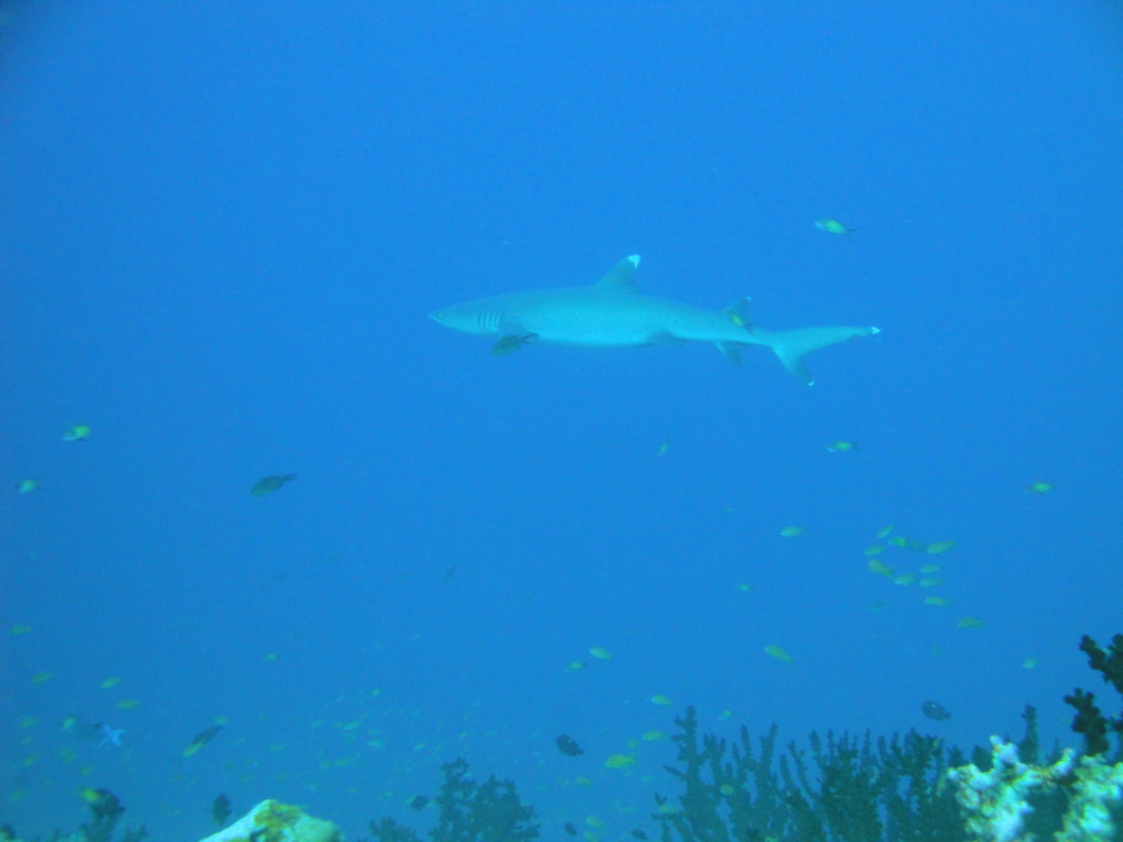 DSC00484.JPG
