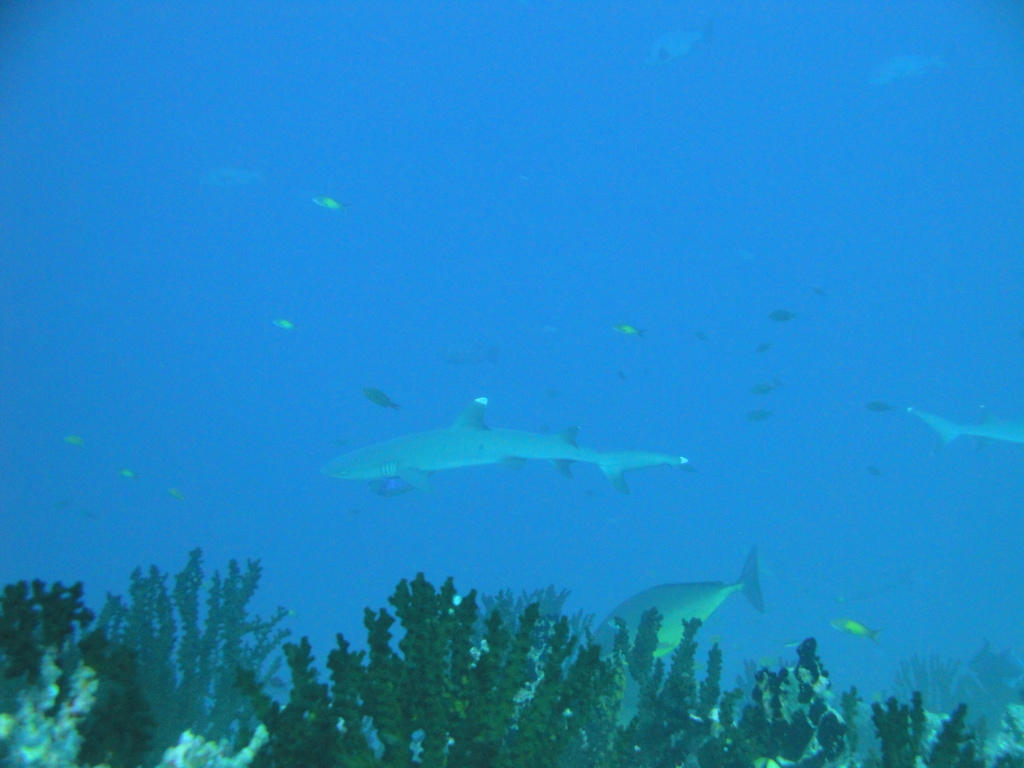 DSC00490.JPG
