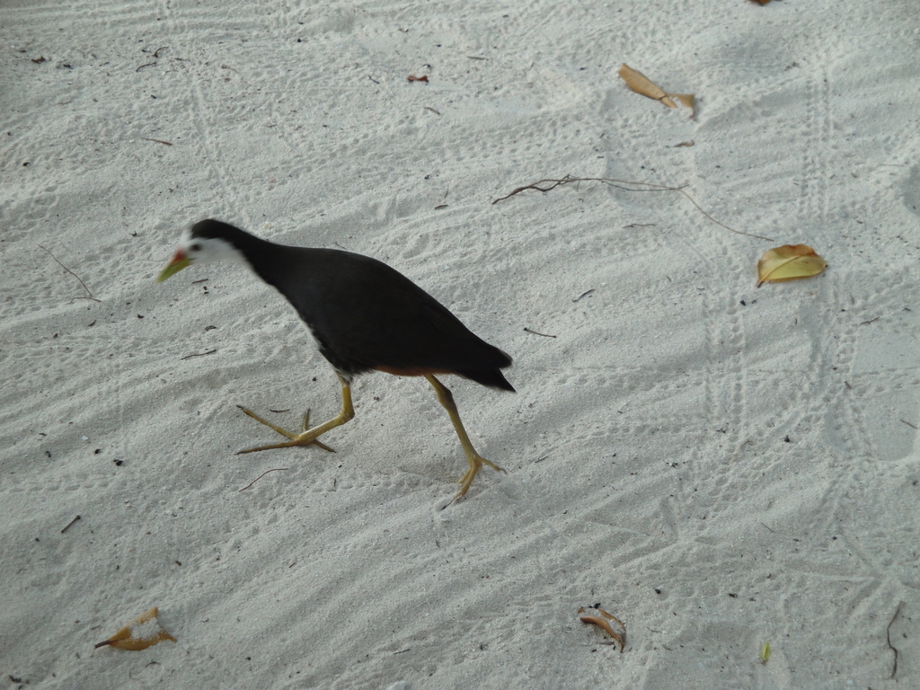 DSC00650.JPG