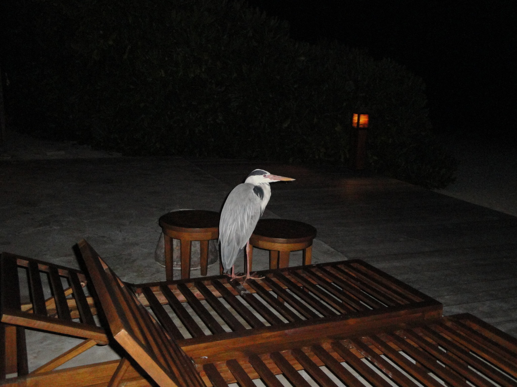 DSC00655.JPG