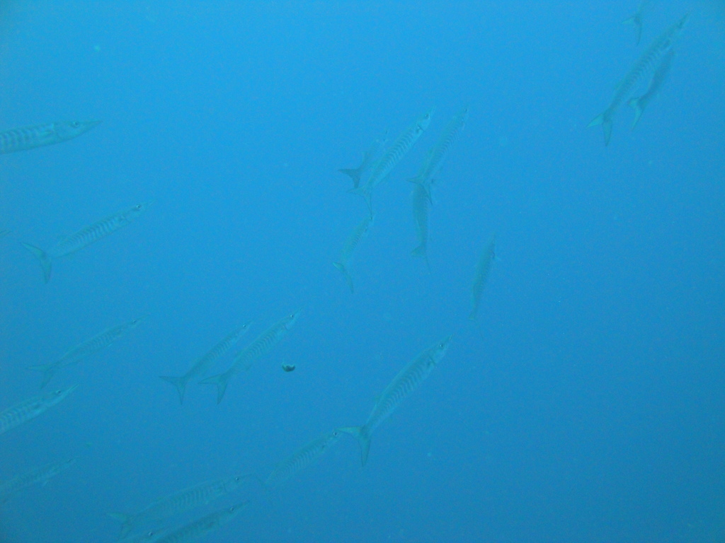 DSC00722.JPG