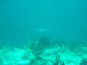 Filename=DSC00017.JPG
Filesize=321KiB
Dimensions=1024x768
Date added=Aug 05, 2014 DSC00017.JPG