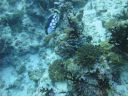 Filename=DSC00018.JPG
Filesize=433KiB
Dimensions=1024x768
Date added=Aug 05, 2014 DSC00018.JPG
