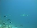 Filename=DSC00025.JPG
Filesize=255KiB
Dimensions=1024x768
Date added=Aug 05, 2014 DSC00025.JPG