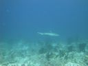 Filename=DSC00027.JPG
Filesize=294KiB
Dimensions=1024x768
Date added=Aug 05, 2014 DSC00027.JPG