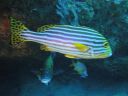 DSC00083.JPG