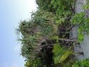 DSC00087.JPG