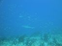 DSC00096.JPG
