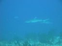 DSC00099.JPG