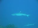 DSC00100.JPG