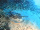 DSC00118.JPG