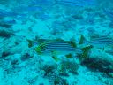 DSC00126.JPG