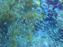 DSC00293.JPG