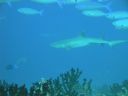 DSC00335.JPG