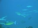 DSC00337.JPG