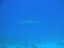 DSC00420.JPG