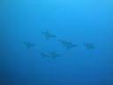 DSC00432.JPG