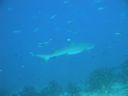 DSC00437.JPG
