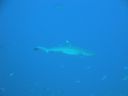 DSC00438.JPG