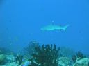 DSC00439.JPG
