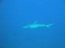 DSC00440.JPG