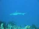 DSC00445.JPG