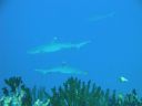 DSC00452.JPG
