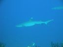 DSC00453.JPG