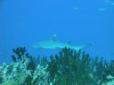 DSC00454.JPG