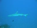 DSC00455.JPG